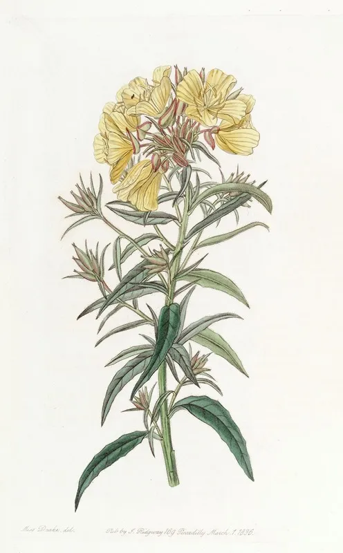 Late Flowering Evening Primrose Wall Art by Sydenham Edwards - High-Resolution Digital Print