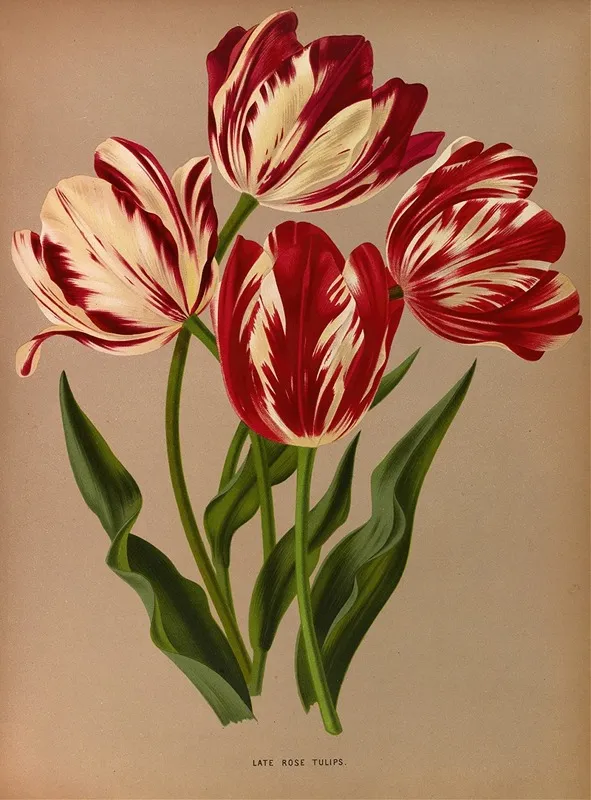 Late Rose Tulips Wall Art by Arentina Hendrica Arendsen - High-Resolution Digital Print