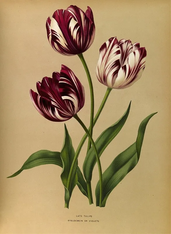 Late Tulips Wall Art by Arentina Hendrica Arendsen - High-Resolution Digital Print