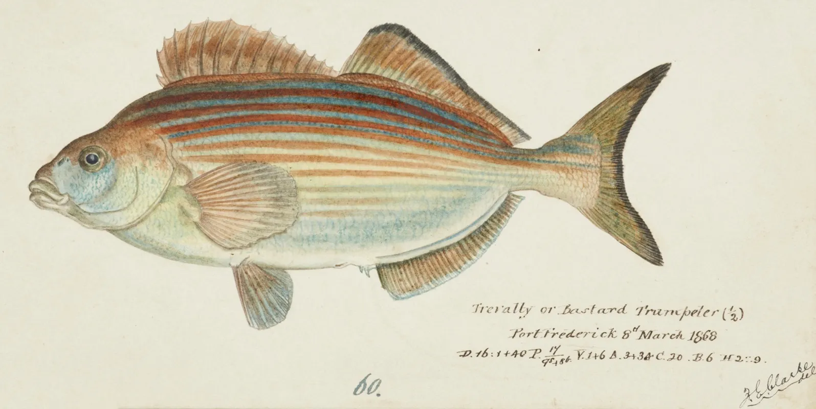 Latridopsis Forsteri Tas Copper Moki