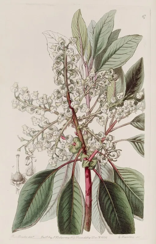 Laurel Leaved Strawberry Tree Wall Art by Sydenham Edwards - High-Resolution Digital Print
