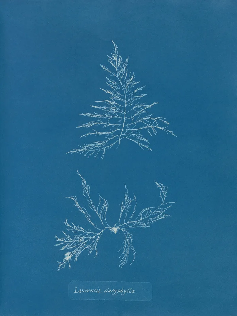 Laurencia Dasyphylla Wall Art by Anna Atkins - High-Resolution Digital Print