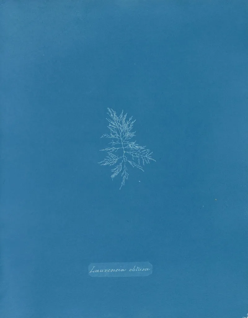 Laurencia Obtusa Wall Art by Anna Atkins - High-Resolution Digital Print