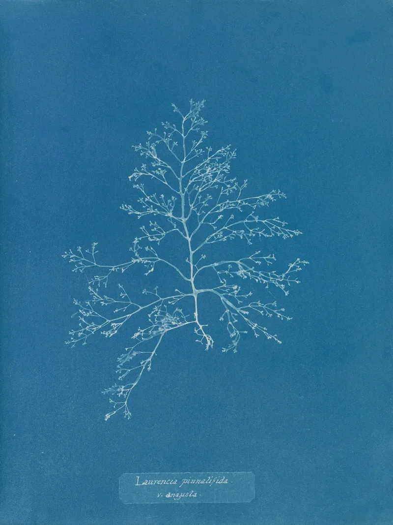 Laurencia Pinnatifida V Angusta Wall Art by Anna Atkins - High-Resolution Digital Print