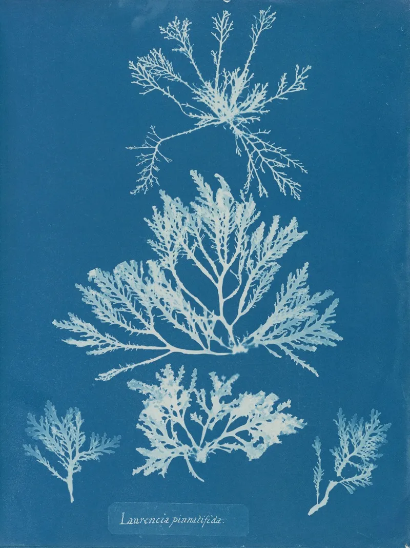 Laurencia Pinnatifida Wall Art by Anna Atkins - High-Resolution Digital Print