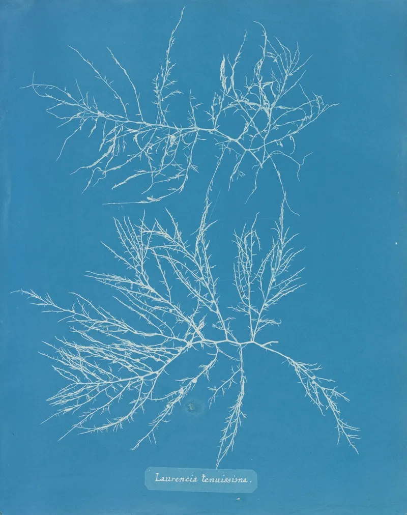 Laurencia Tenuissima Wall Art by Anna Atkins - High-Resolution Digital Print