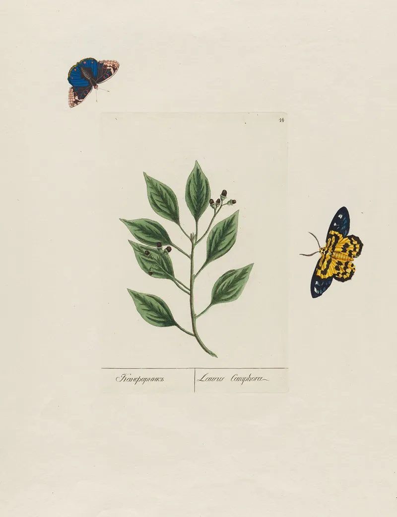 Laurus Camphor Wall Art by Petr Martynovich Gofman - High-Resolution Digital Print