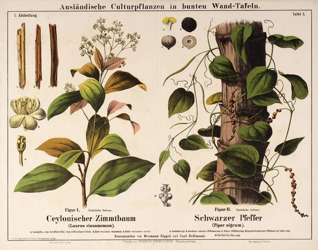 Laurus Cinnamomum Piper Nigrum Kaneelboom Zwarte Peper Wall Art by Hermann Zippel - High-Resolution Digital Print