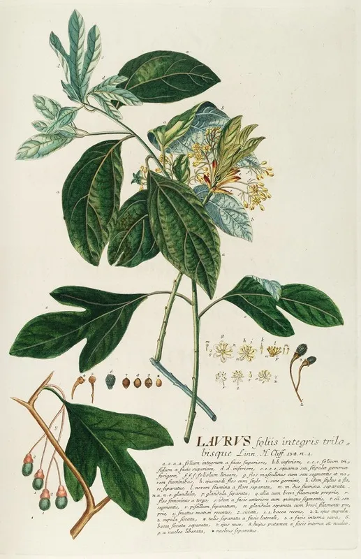Laurus Ii Wall Art by Georg Dionysius Ehret - High-Resolution Digital Print