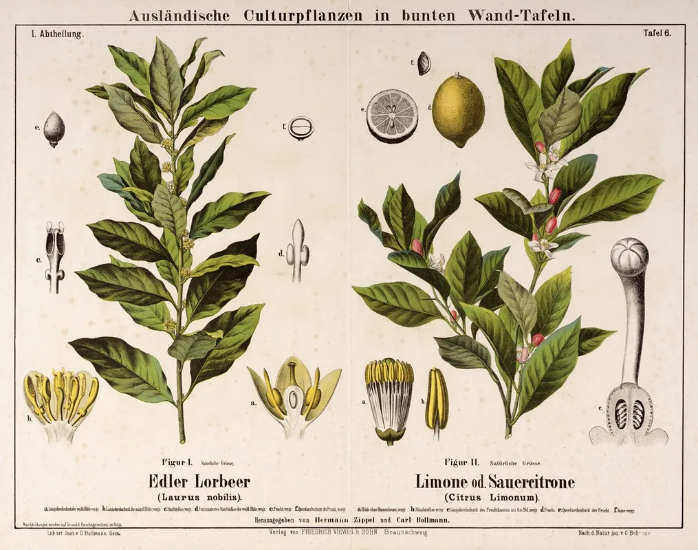 Laurus Nobilis Citrus Limonum Laurierboom Citroen Wall Art by Hermann Zippel - High-Resolution Digital Print