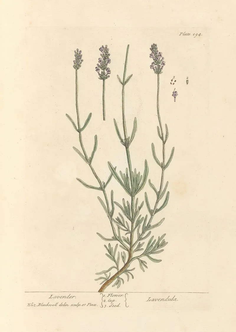 Lavender 2 Wall Art by Elizabeth Blackwell - High-Resolution Digital Print