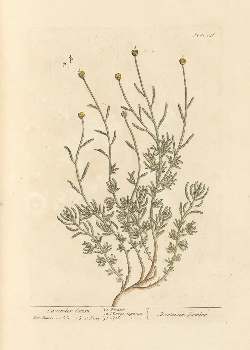 Lavender Cotton Wall Art by Elizabeth Blackwell - High-Resolution Digital Print