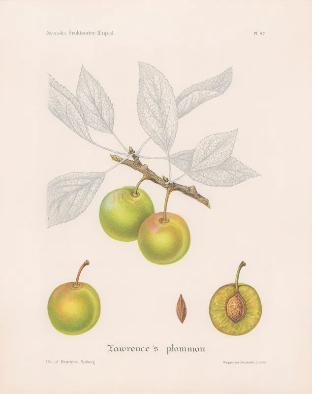 Lawrences Plommon Wall Art by Henriette Sjöberg - High-Resolution Digital Print