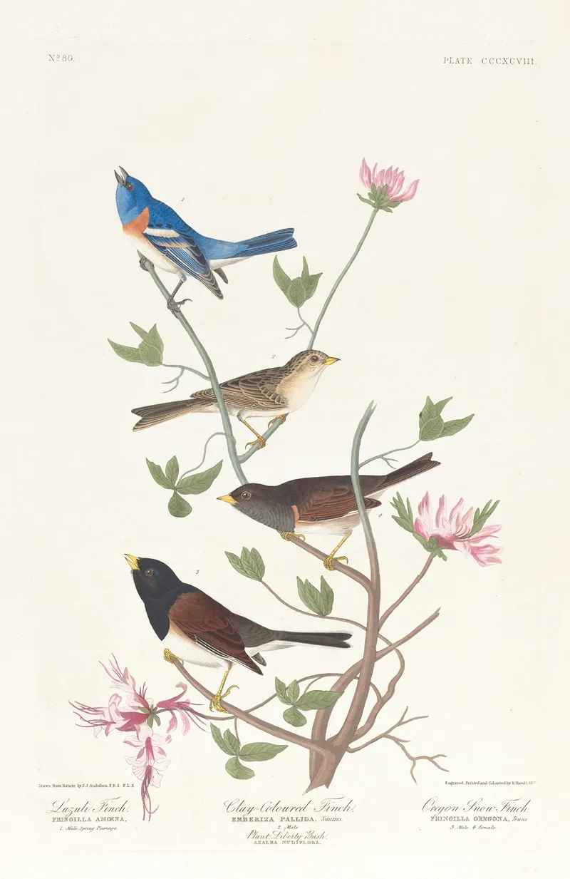 Lazuli Finch Clay Coloured Finch Oregon Snow Finch Wall Art by John James Audubon - High-Resolution Digital Print