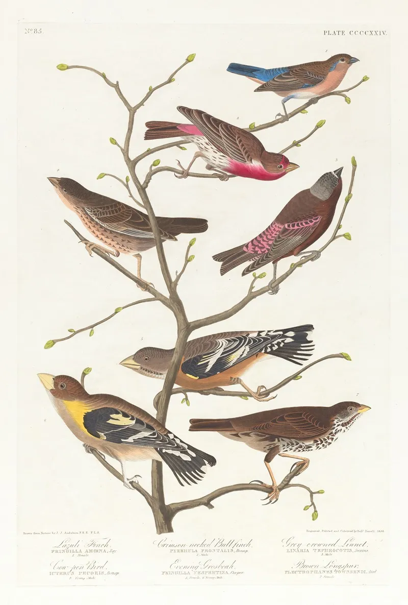 Lazuli Finch Crimson Necked Bull Finch Grey Crowned Linnet Cow Pen Bird Evening Grosbeak Brown Longspur Wall Art by John James Audubon - High-Resolution Digital Print