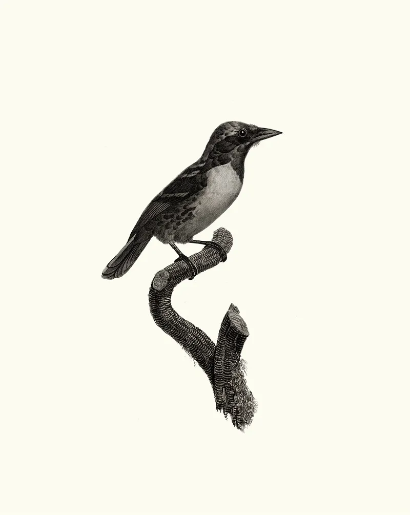Le Barbu De La Guyane Femelle Wall Art by Jacques Barraband - High-Resolution Digital Print