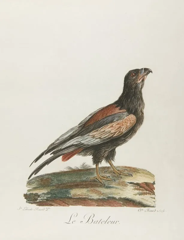 Le Bateleur Wall Art by François Levaillant - High-Resolution Digital Print