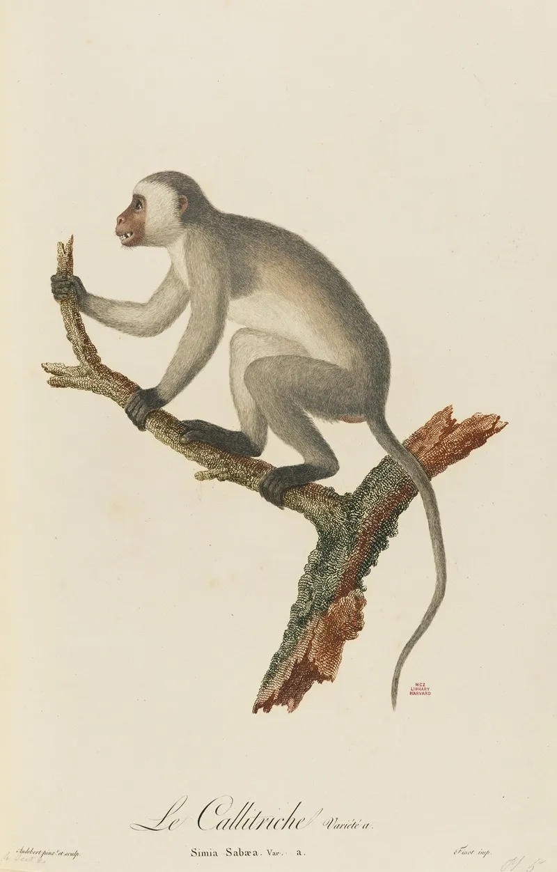 Le Callitriche Variete A Wall Art by Jean-Baptiste Audebert - High-Resolution Digital Print