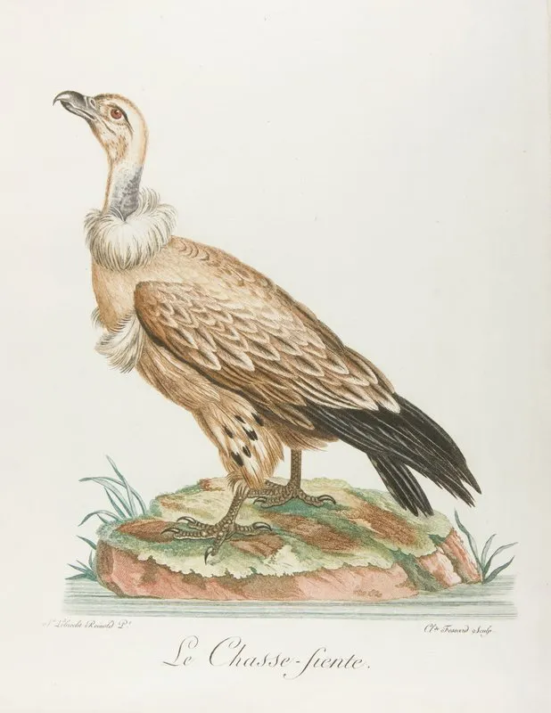 Le Chasse Fiente Wall Art by François Levaillant - High-Resolution Digital Print