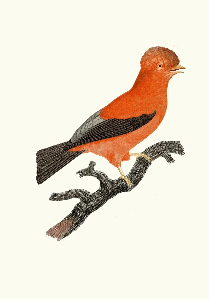 Le Coq De Roche Du Perou Wall Art by Jacques Barraband - High-Resolution Digital Print