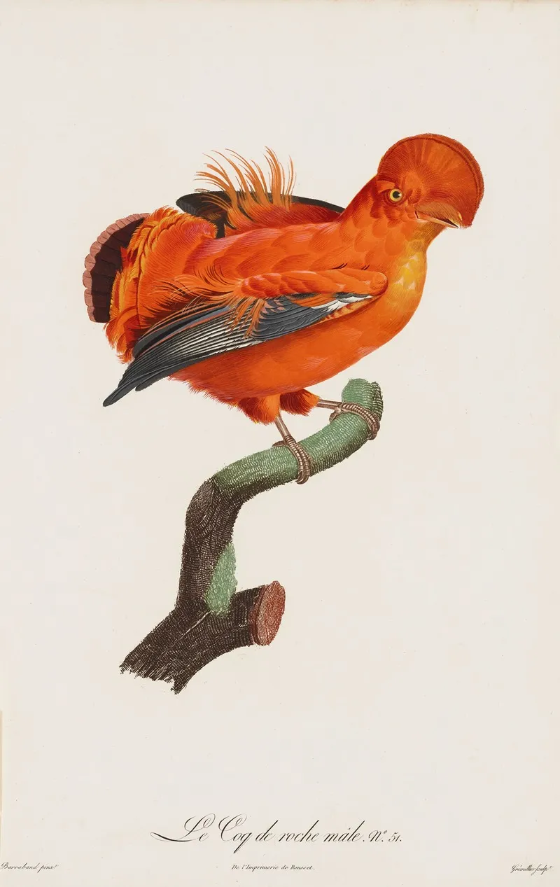 Le Coq De Roche Male Male Cock Of The Rock Wall Art by After Jacques Barraband - High-Resolution Digital Print