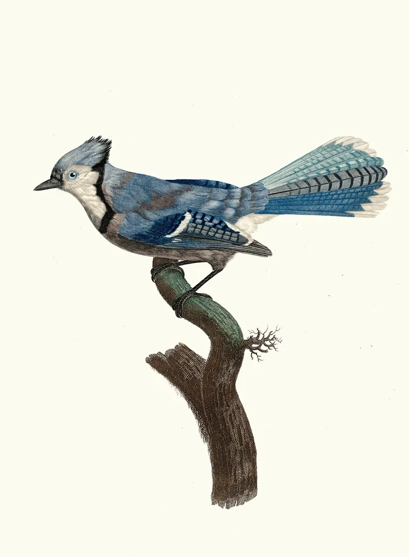 Le Geai Bleu Wall Art by Jacques Barraband - High-Resolution Digital Print