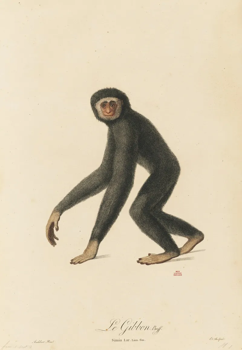 Le Gibbon Wall Art by Jean-Baptiste Audebert - High-Resolution Digital Print