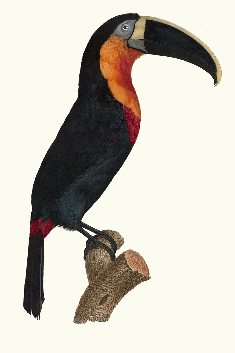 Le Grand Tocan A Gorge Orange Wall Art by Jacques Barraband - High-Resolution Digital Print