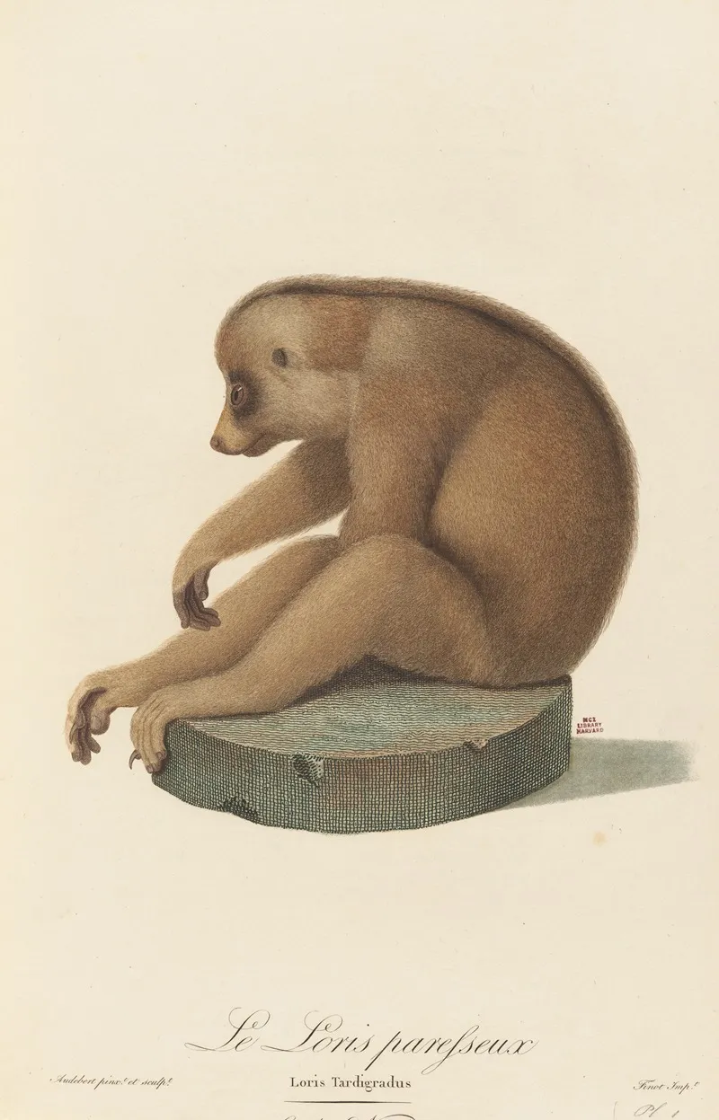 Le Loris Paresseux Wall Art by Jean-Baptiste Audebert - High-Resolution Digital Print