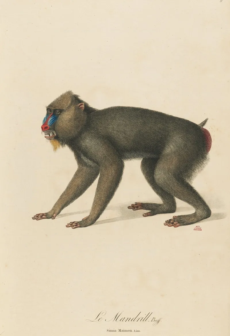 Le Mandrill Wall Art by Jean-Baptiste Audebert - High-Resolution Digital Print
