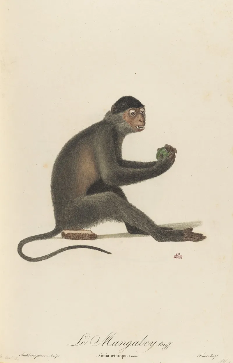 Le Mangabey Wall Art by Jean-Baptiste Audebert - High-Resolution Digital Print