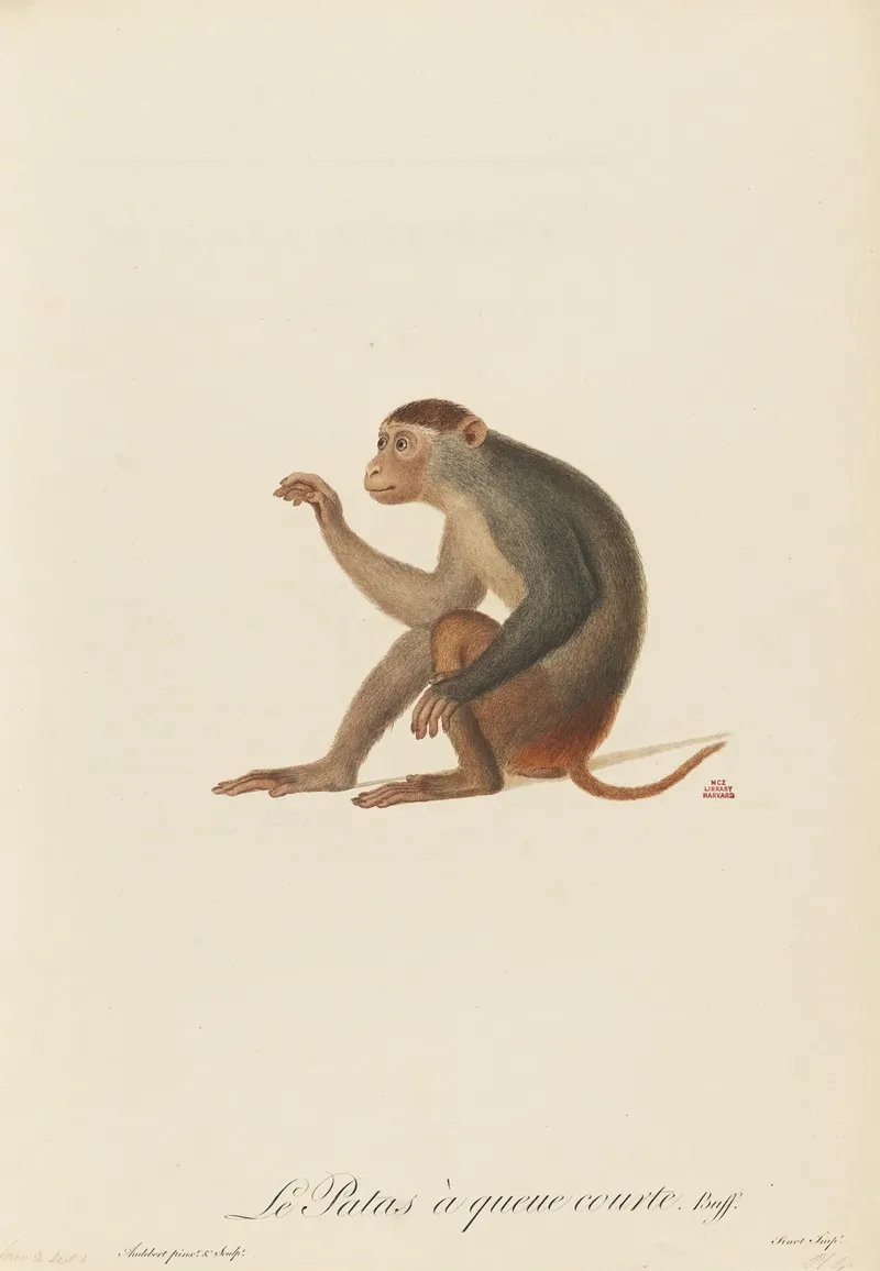 Le Patas A Queue Courte Wall Art by Jean-Baptiste Audebert - High-Resolution Digital Print