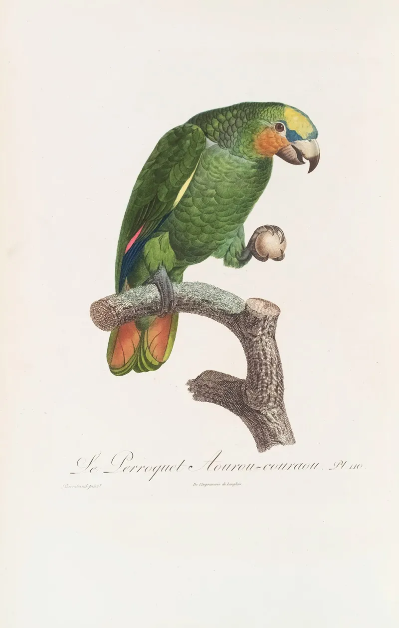 Le Perroquet Aourou Cauraou Wall Art by Jacques Barraband - High-Resolution Digital Print