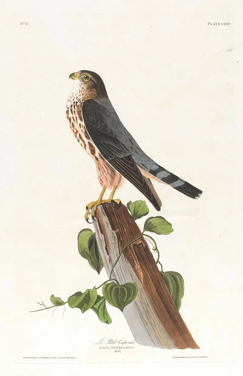 Le Petit Caporal Wall Art by John James Audubon - High-Resolution Digital Print