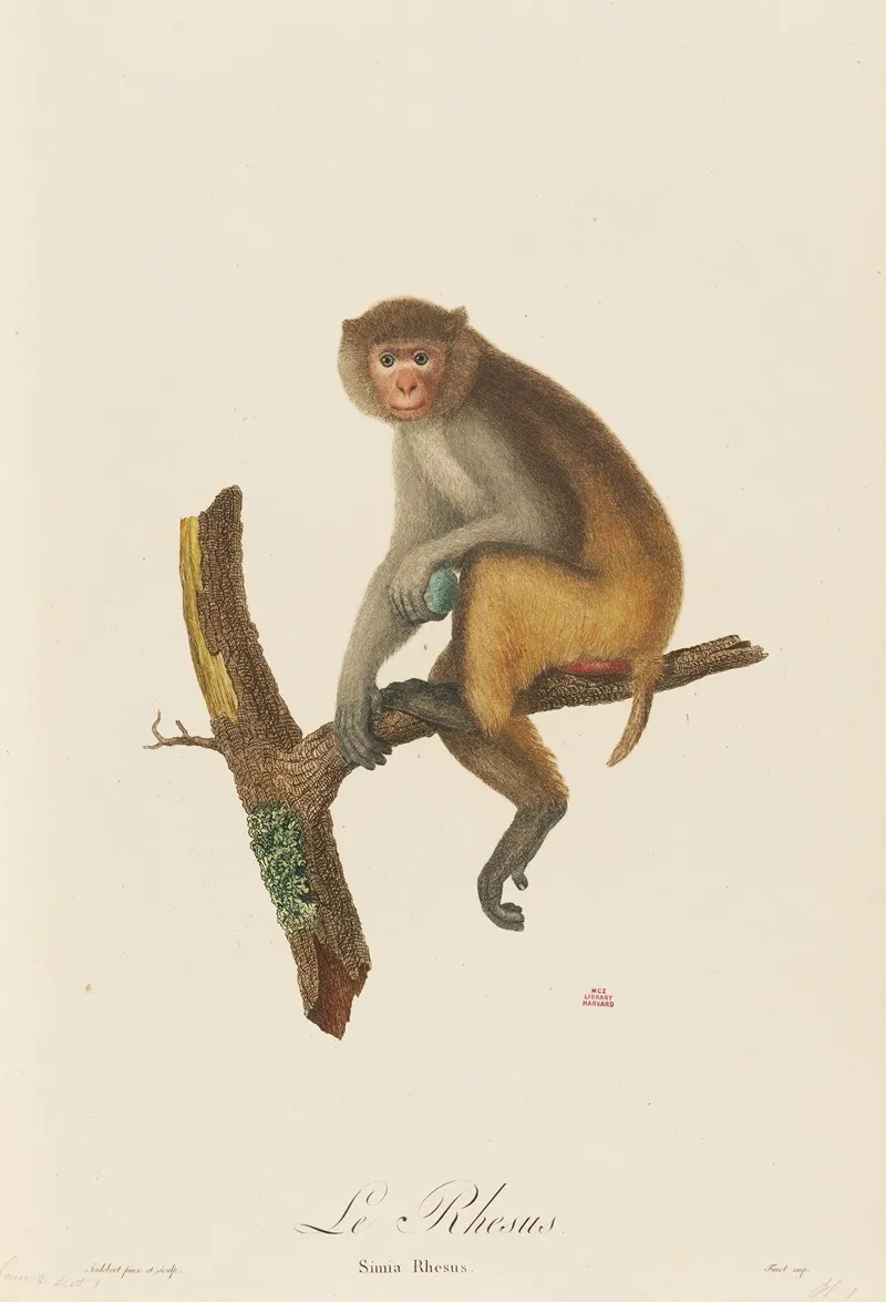 Le Rhesus Wall Art by Jean-Baptiste Audebert - High-Resolution Digital Print