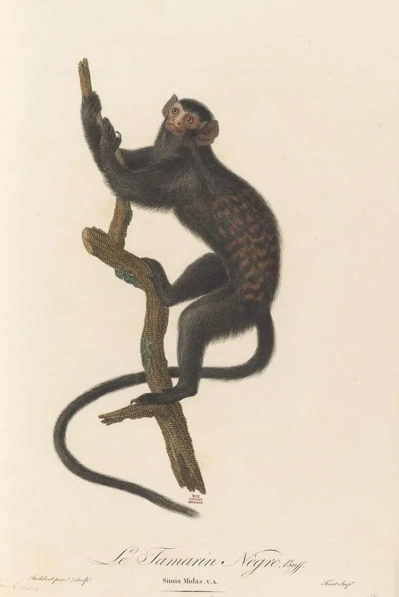 Le Tamarin Negre Wall Art by Jean-Baptiste Audebert - High-Resolution Digital Print