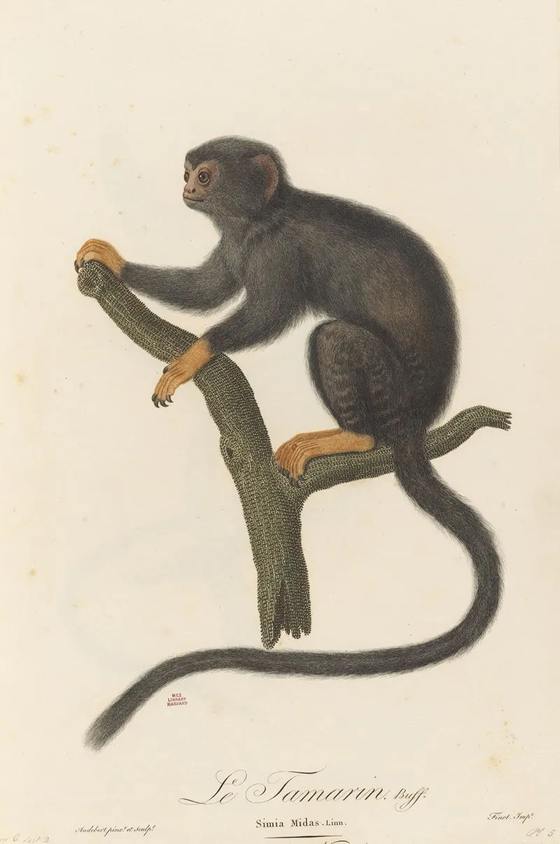 Le Tamarin Wall Art by Jean-Baptiste Audebert - High-Resolution Digital Print