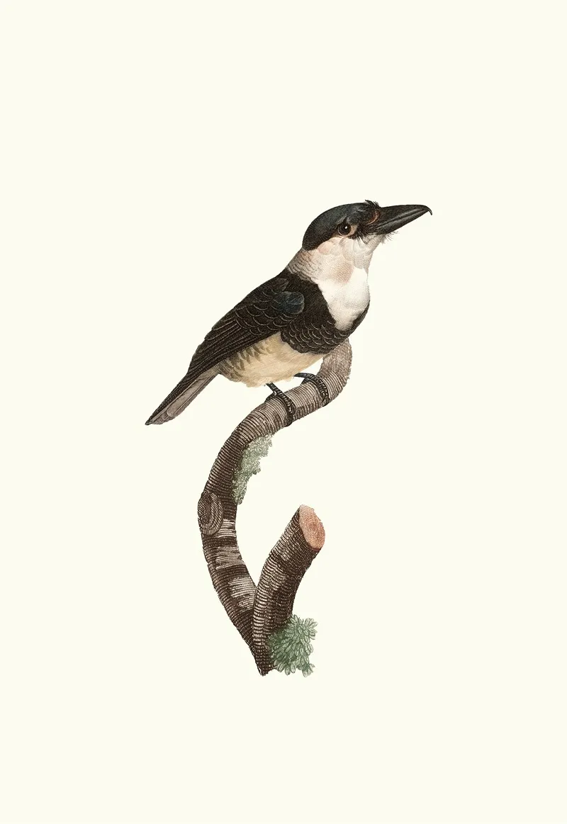 Le Tamatia A Plastron Noir Wall Art by Jacques Barraband - High-Resolution Digital Print
