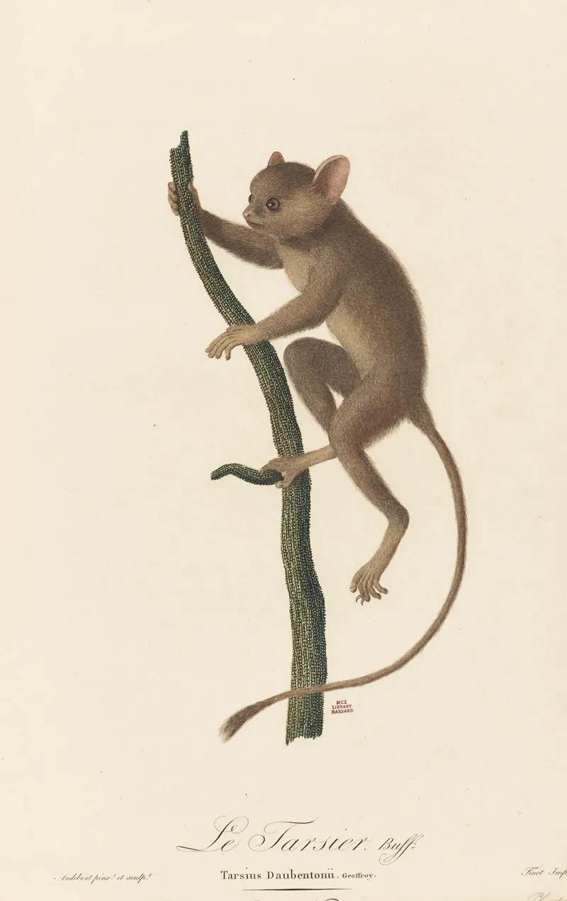 Le Tarsier Wall Art by Jean-Baptiste Audebert - High-Resolution Digital Print