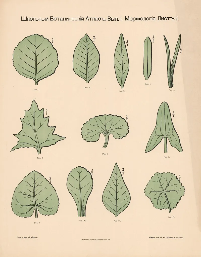 Leaf Shapes 2 Wall Art by Alexander-Paul Henckel - High-Resolution Digital Print