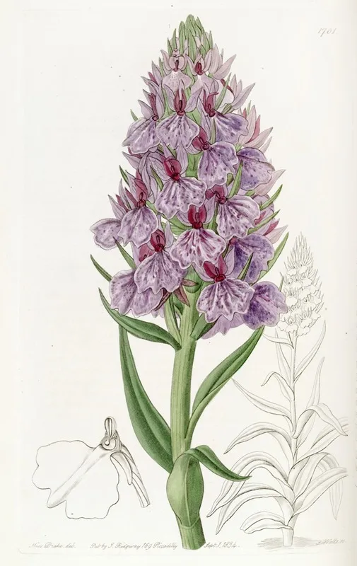 Leafy Spiked Orchis Wall Art by Sydenham Edwards - High-Resolution Digital Print