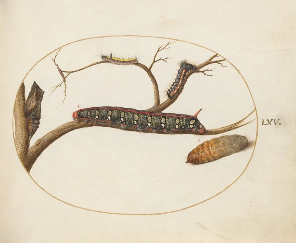 Leafy Spurge Hawkmoth Caterpillar Gray Dagger Caterpillar And Pupae
