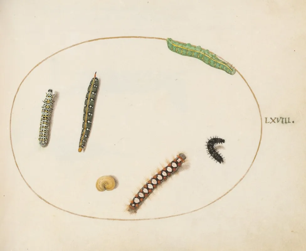 Leafy Spurge Hawkmoth Caterpillar Mullein Moth Caterpillar And Other Caterpillars