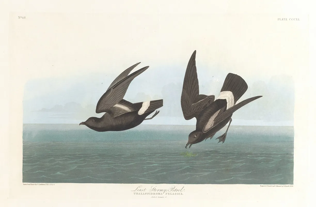 Least Stormy Petrel Wall Art by John James Audubon - High-Resolution Digital Print