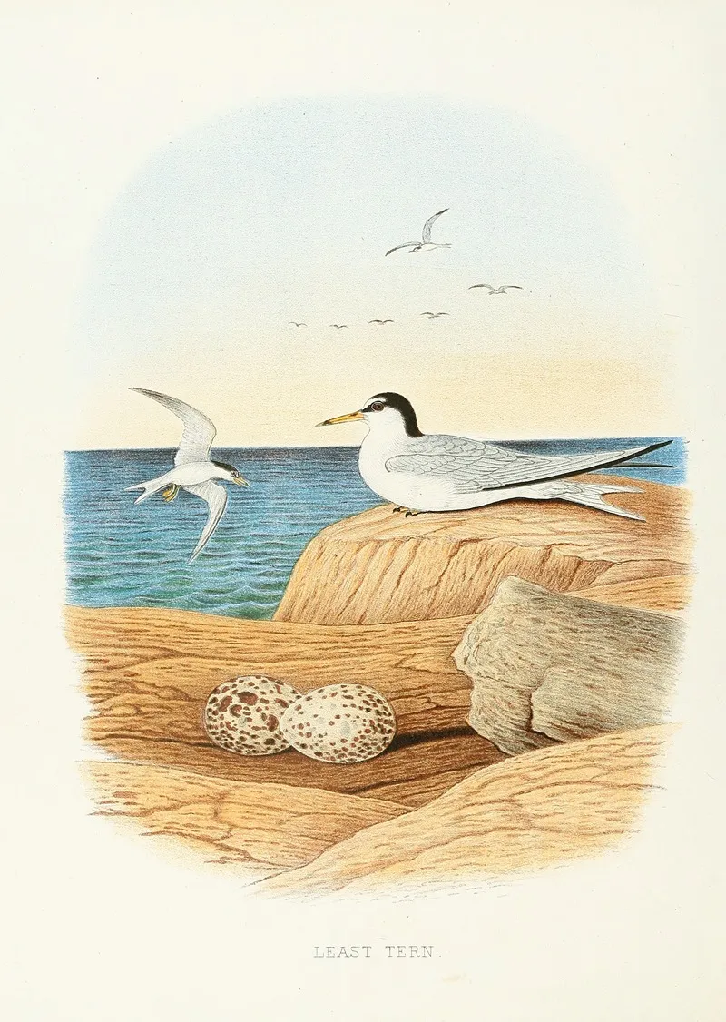 Least Tern Wall Art by Edwin L. Sheppard - High-Resolution Digital Print