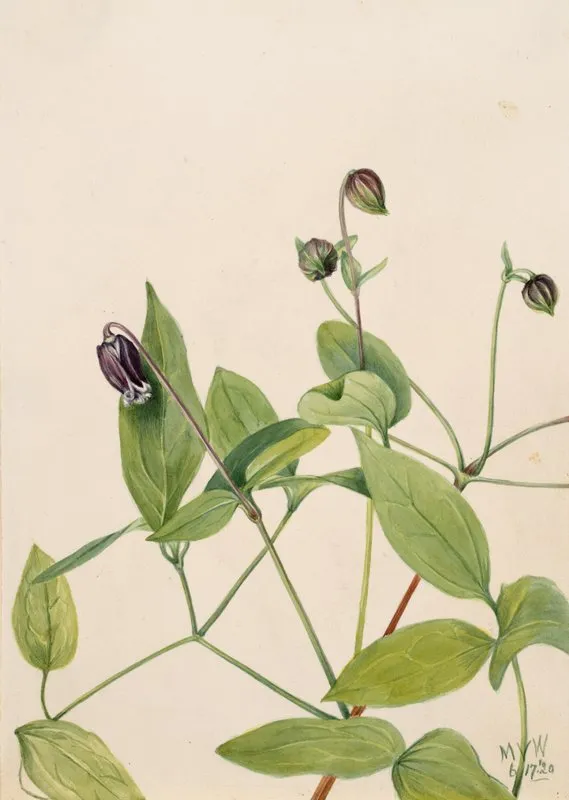 Leather Flower Clematis Viorna