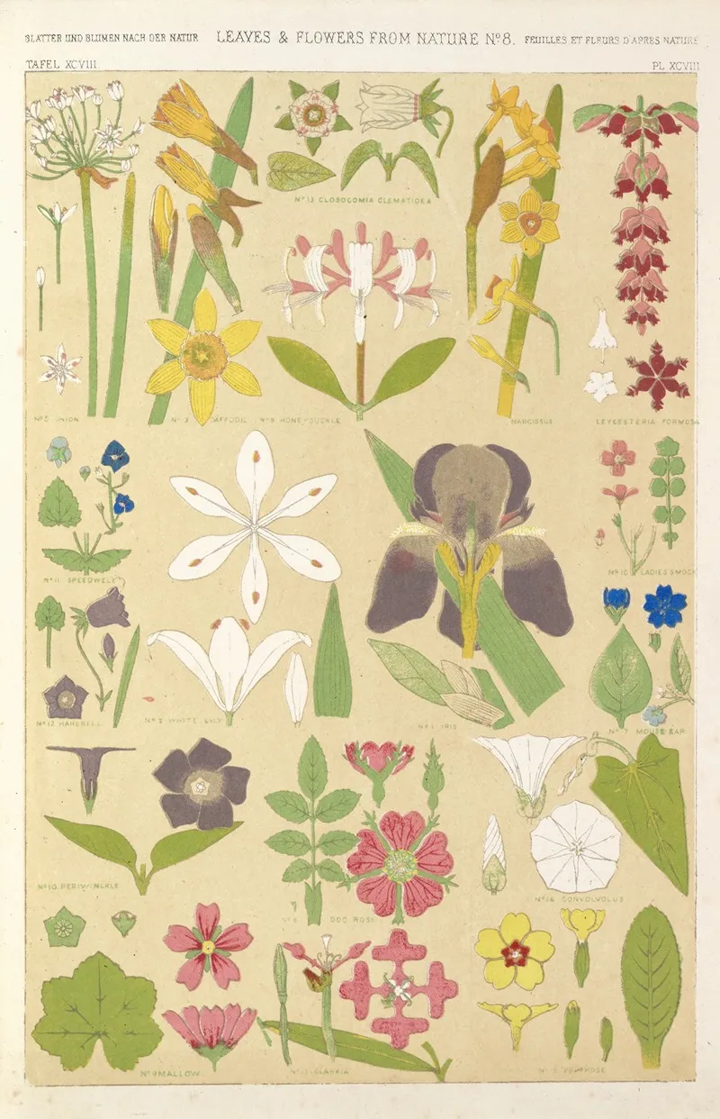 Leaves And Flowers From Nature No 8