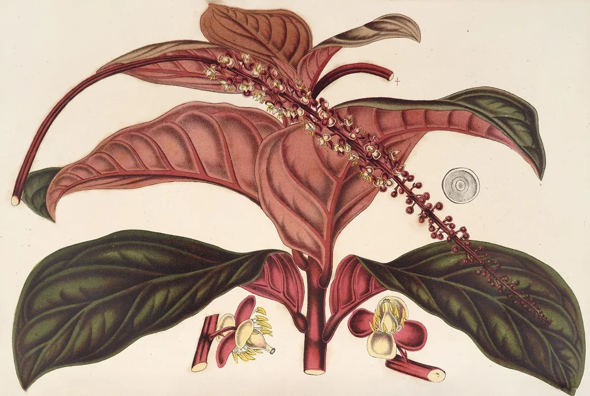 Ledenbergia Roseo Aenea Wall Art by Charles Antoine Lemaire - High-Resolution Digital Print