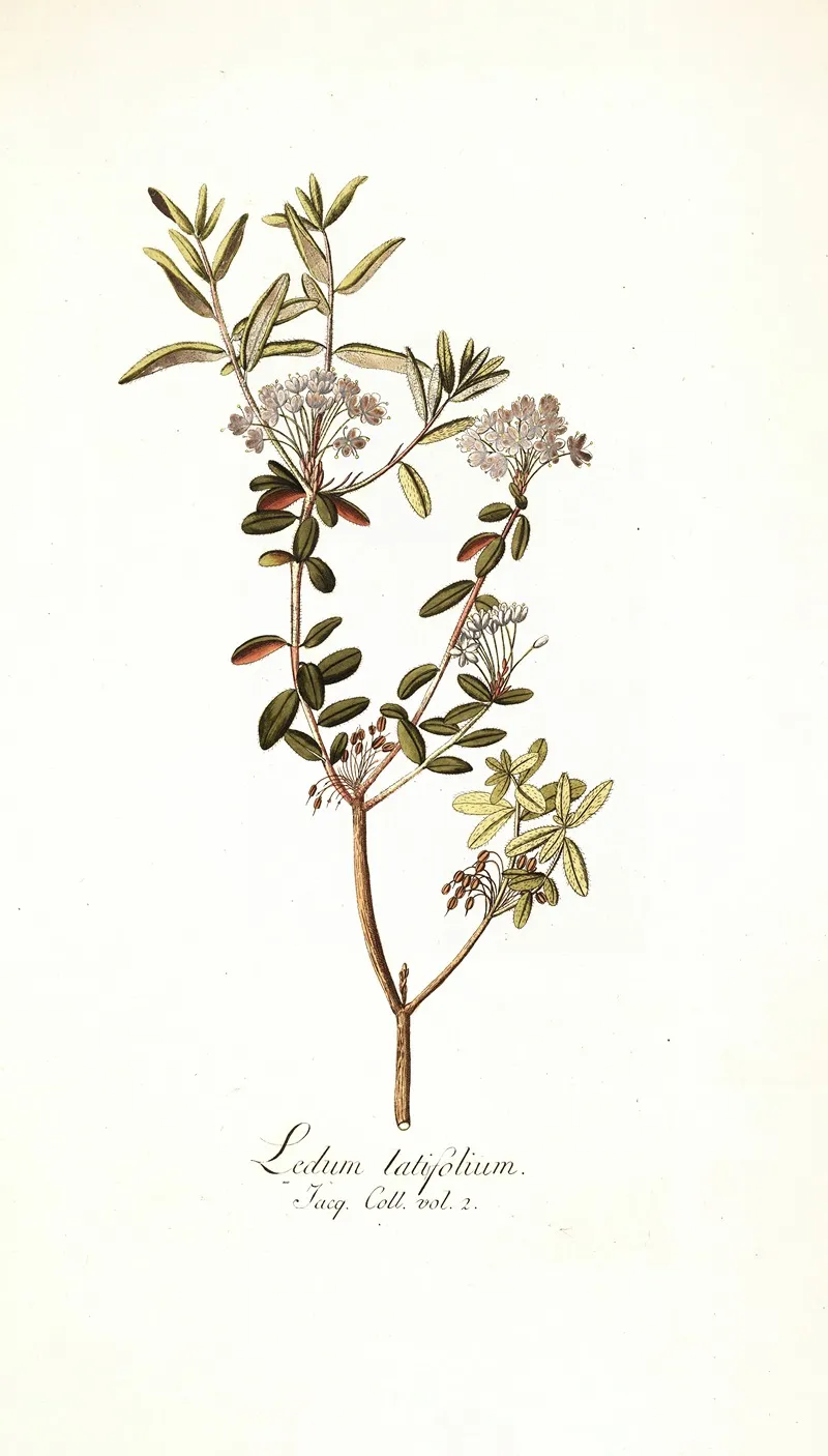 Ledum Latifolium Wall Art by Nikolaus Joseph Freiherr von Jacquin - High-Resolution Digital Print