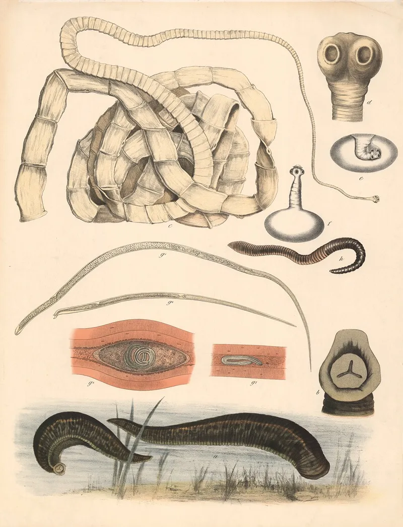 Leech Trichina Tapeworm And Earthworm Wall Art by Franz Engleder - High-Resolution Digital Print